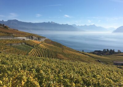 Paysage Lavaux